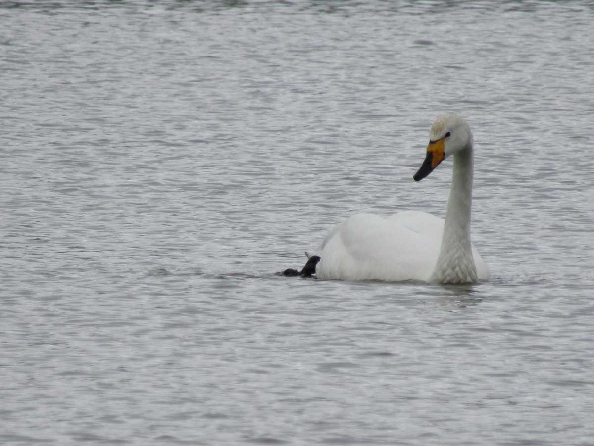 Whooper Swan - ML620204248