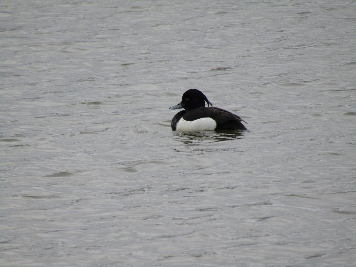 Tufted Duck - ML620204251