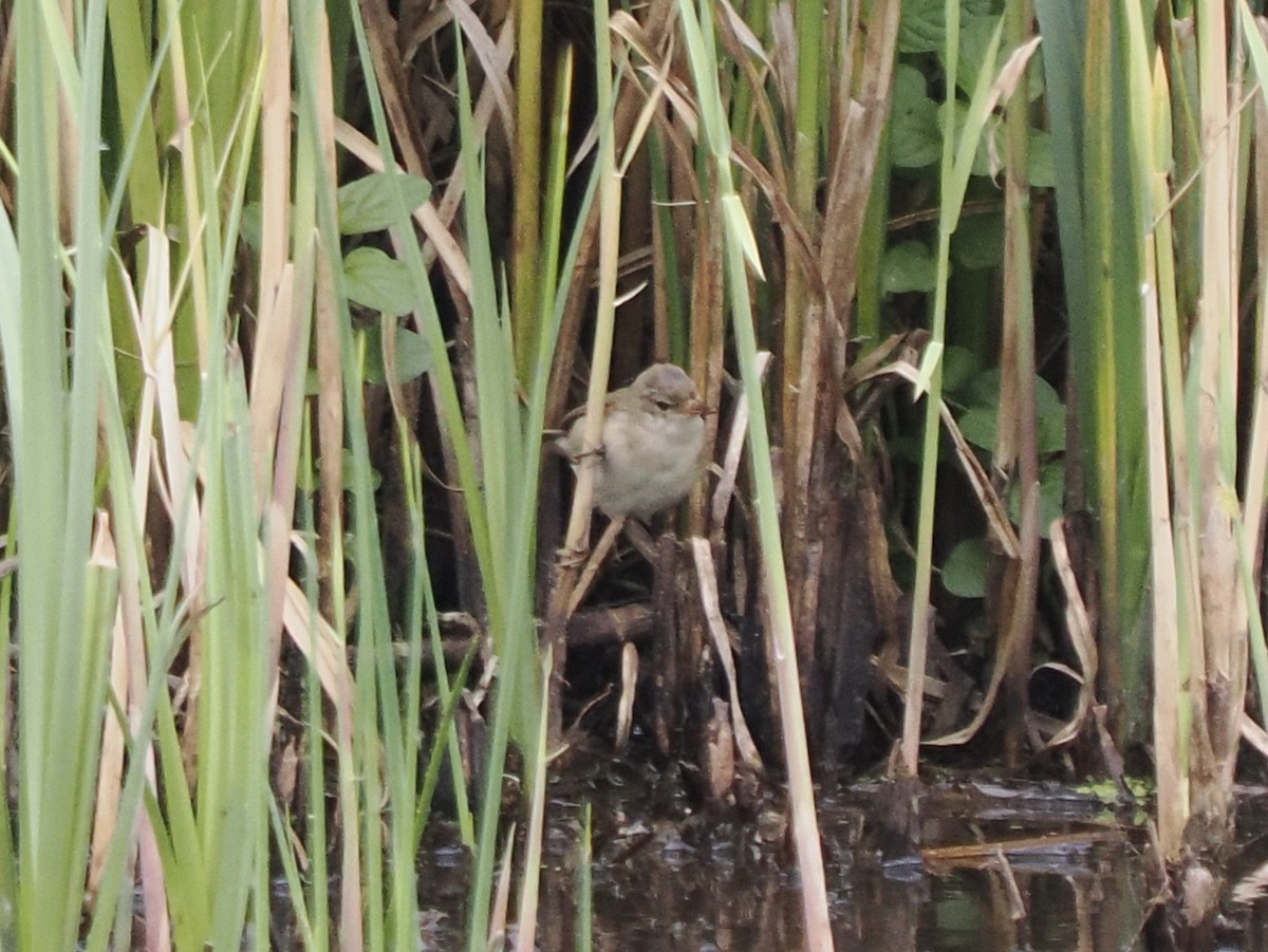 Common Reed Warbler - ML620204253