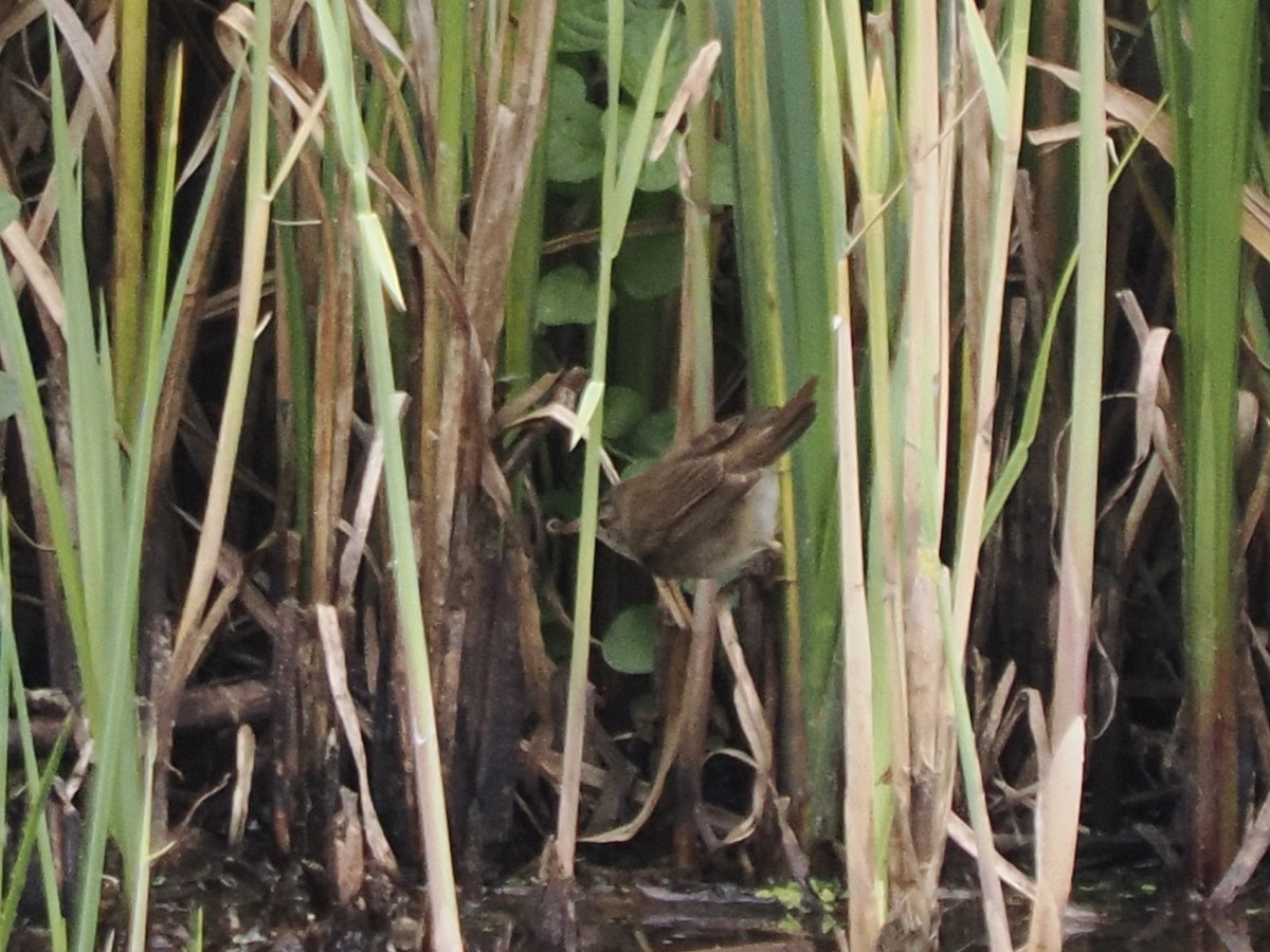 Common Reed Warbler - ML620204254