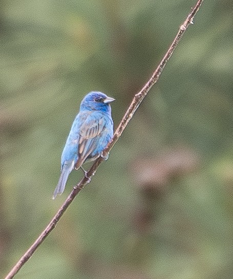 Indigo Bunting - ML620204257