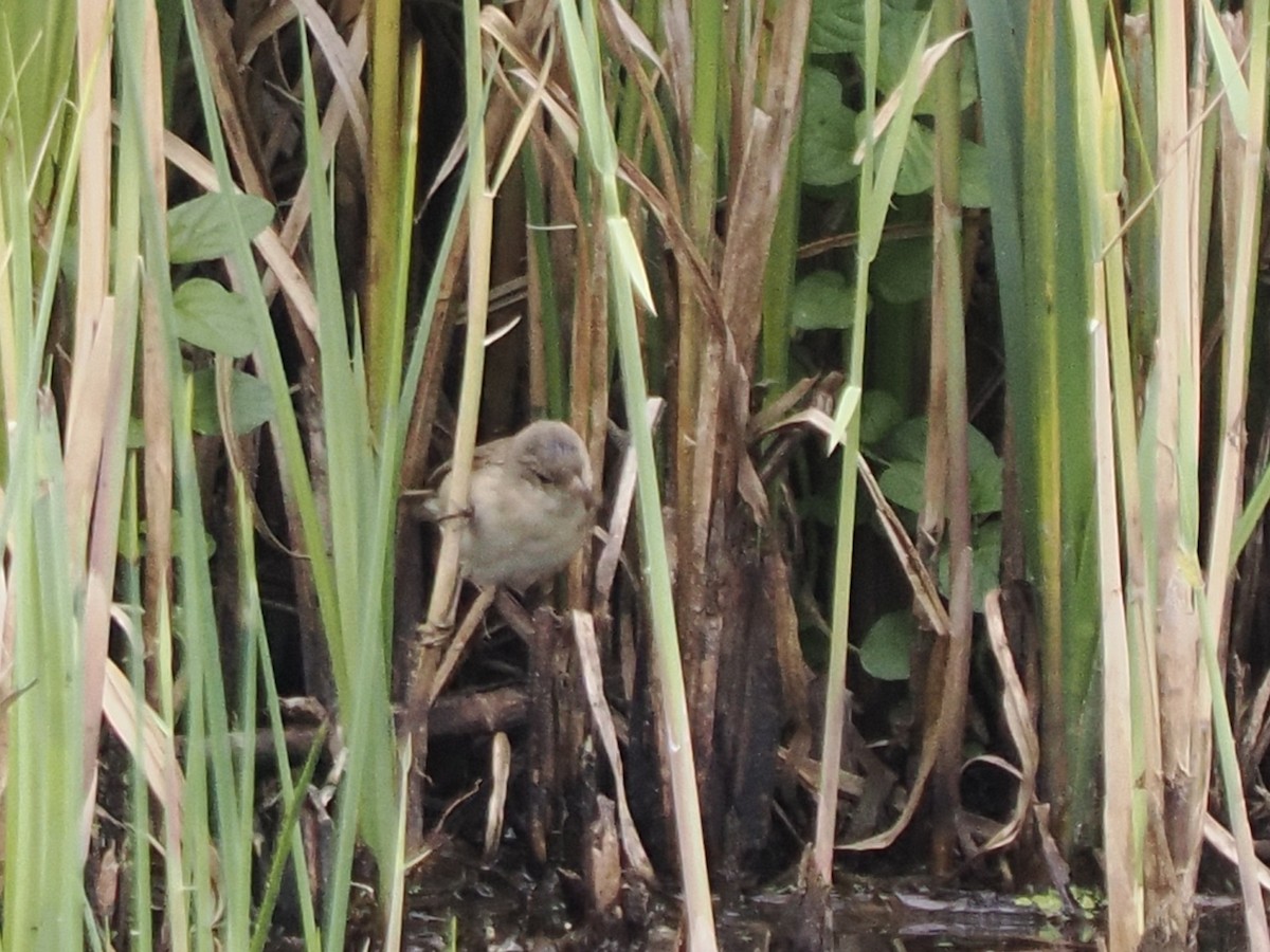 Common Reed Warbler - ML620204261