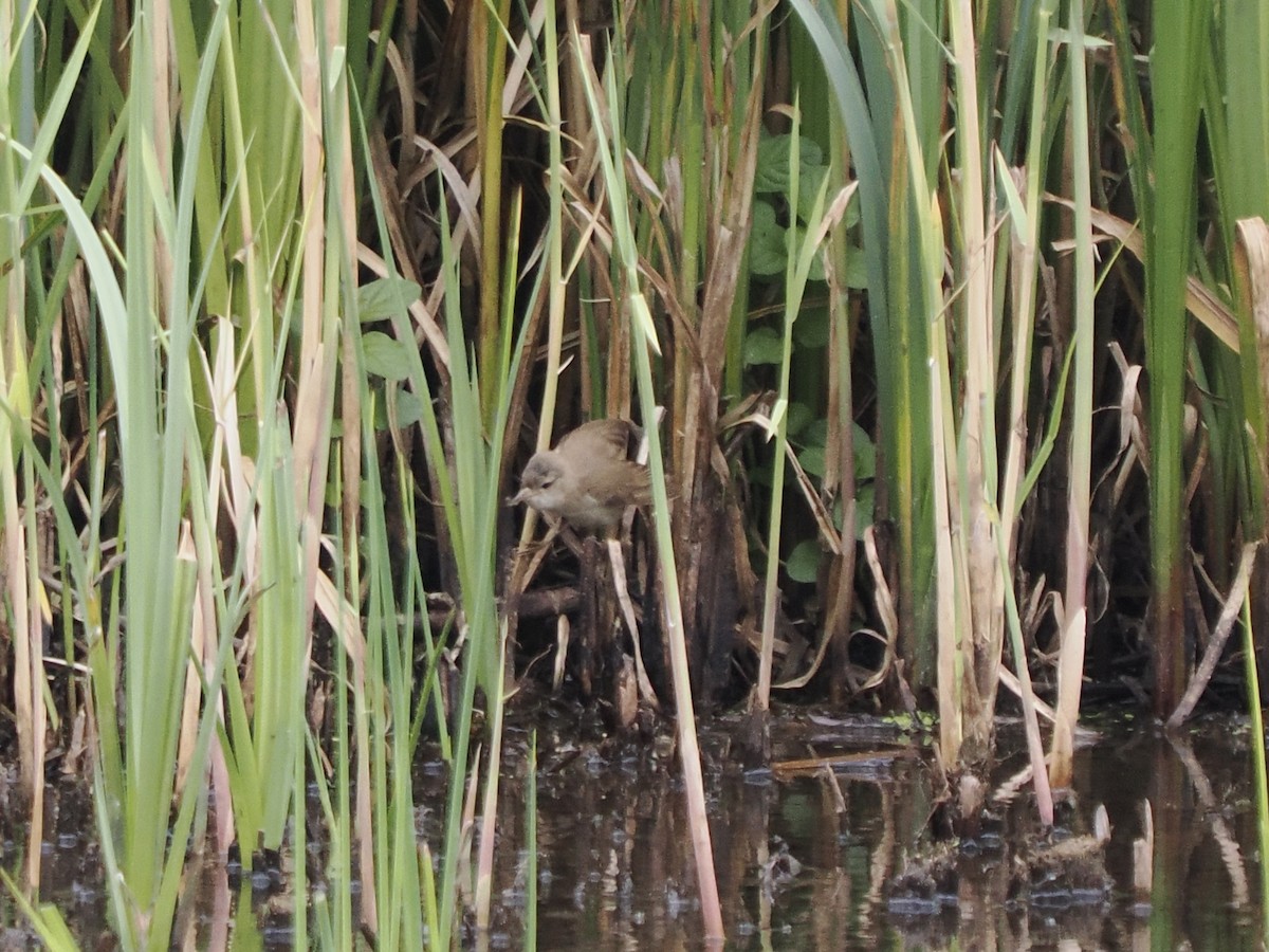 Common Reed Warbler - ML620204263