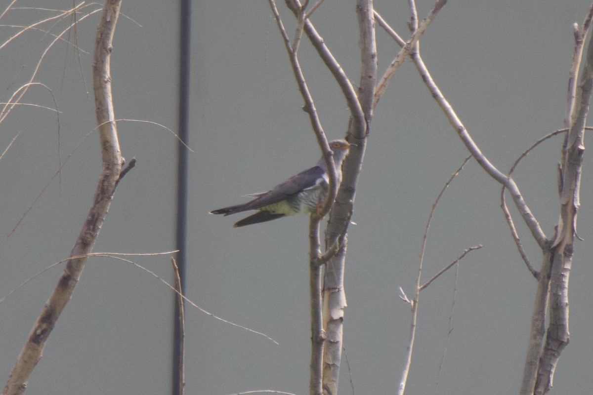 Common Cuckoo - ML620204269