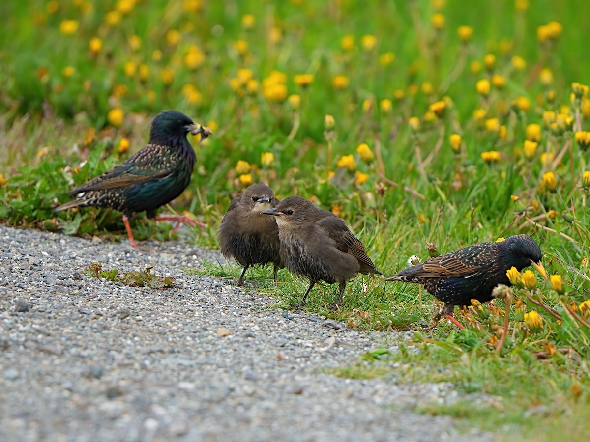 European Starling - ML620204271