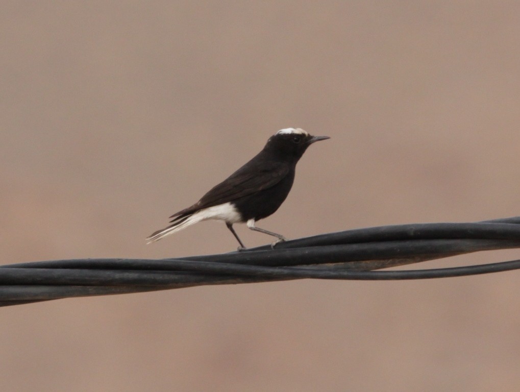 White-crowned Wheatear - Gianpasquale Chiatante