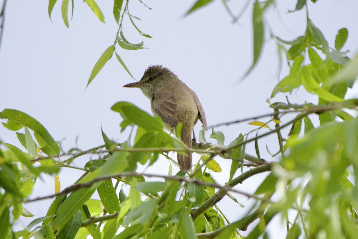 Oriental Reed Warbler - ML620204273