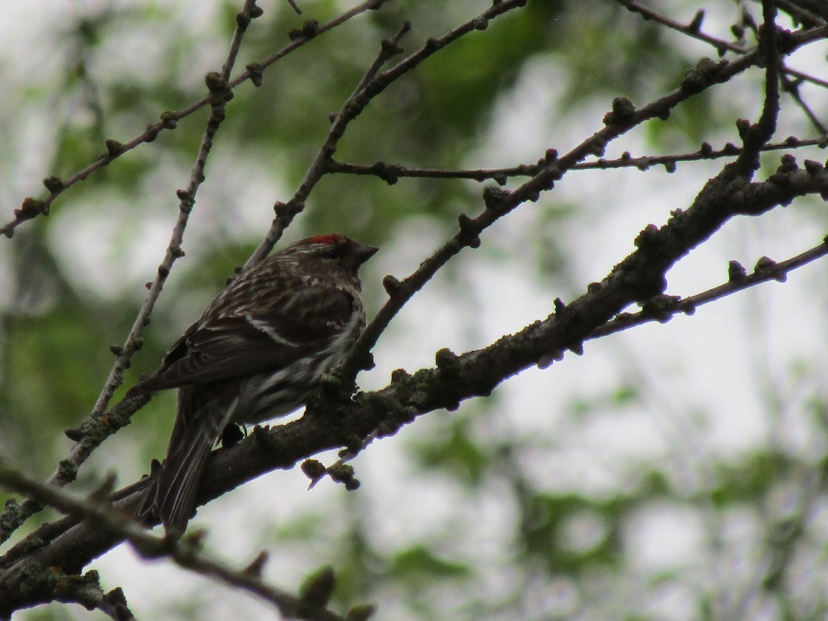 Common Redpoll - ML620204274