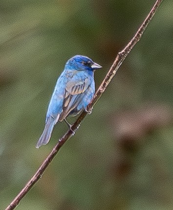 Indigo Bunting - ML620204287