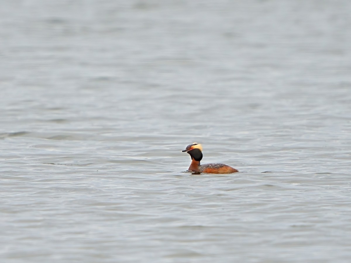 Horned Grebe - ML620204288