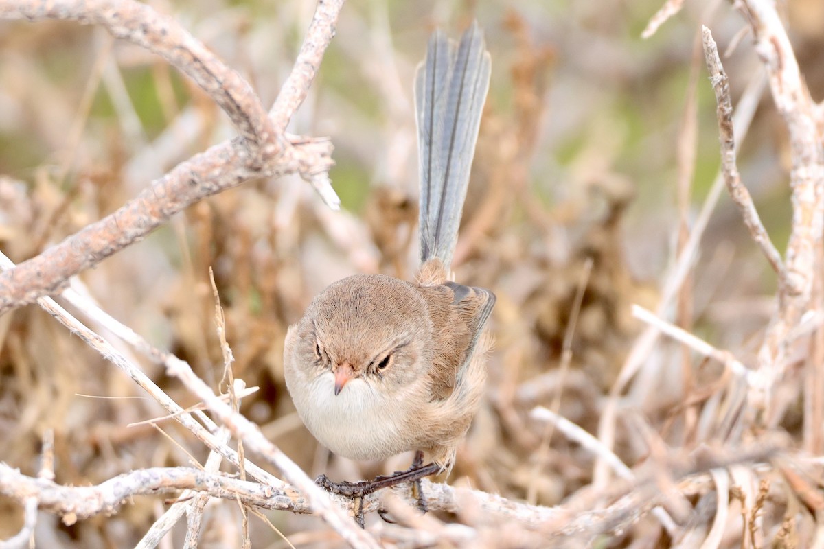 White-winged Fairywren - ML620204292