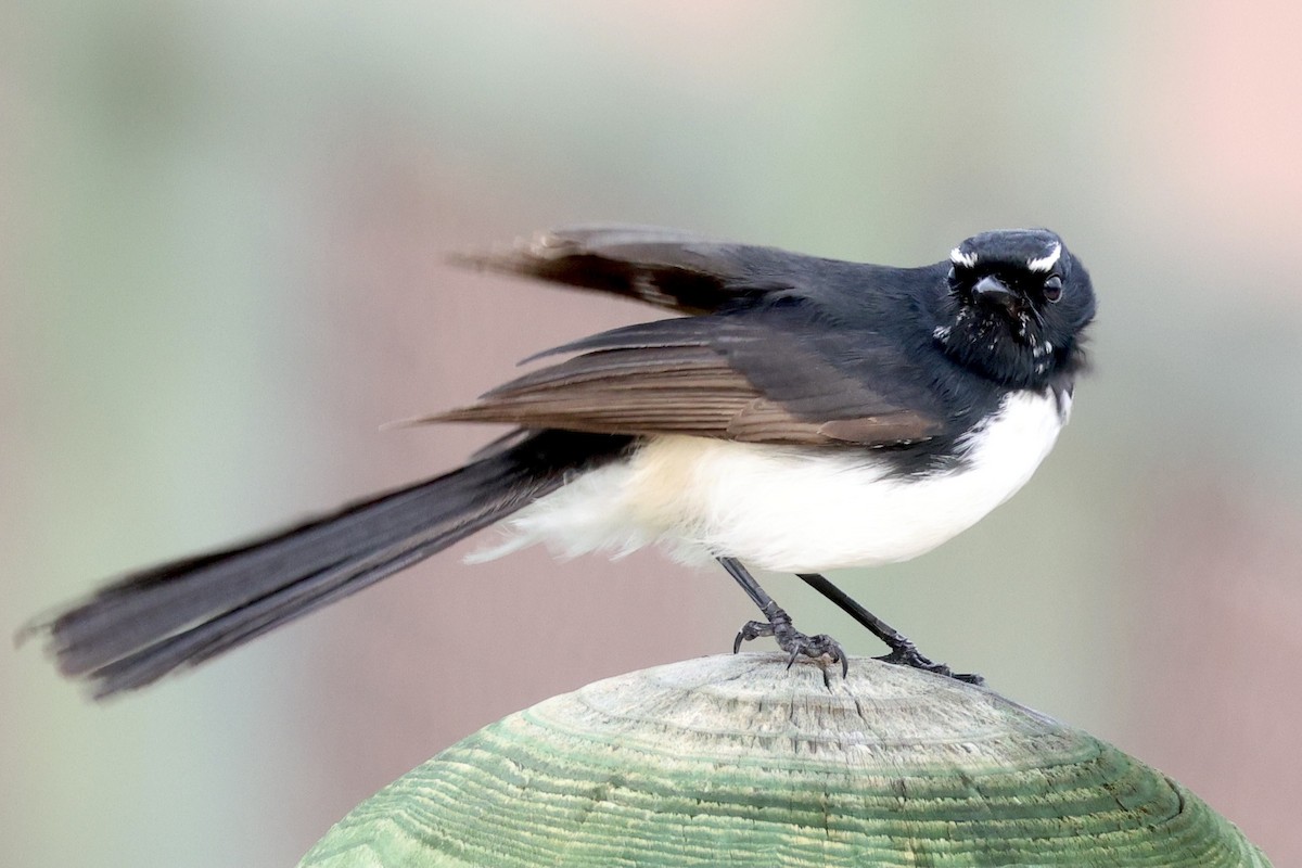 Willie-wagtail - ML620204293