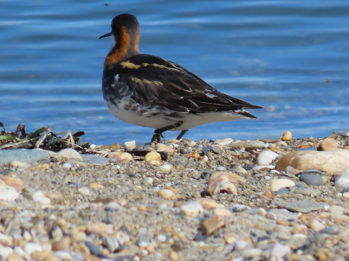 Red-necked Phalarope - ML620204295