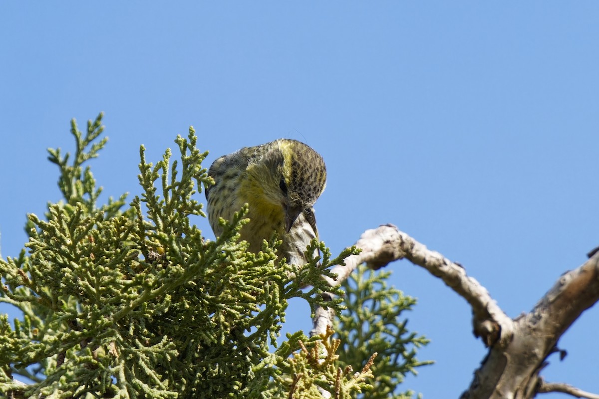 Eurasian Siskin - ML620204296