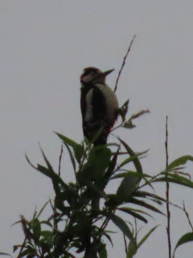 Great Spotted Woodpecker - ML620204301