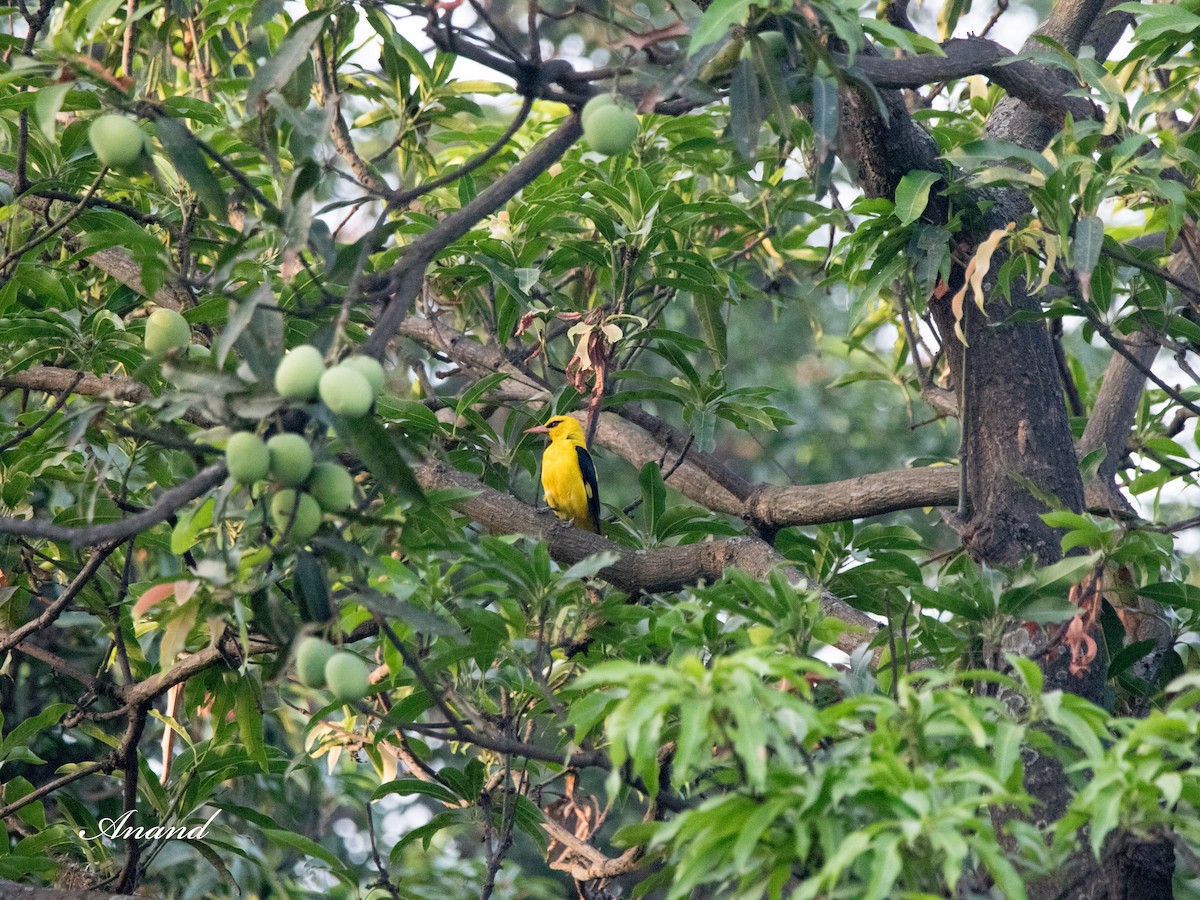 Indian Golden Oriole - ML620204302