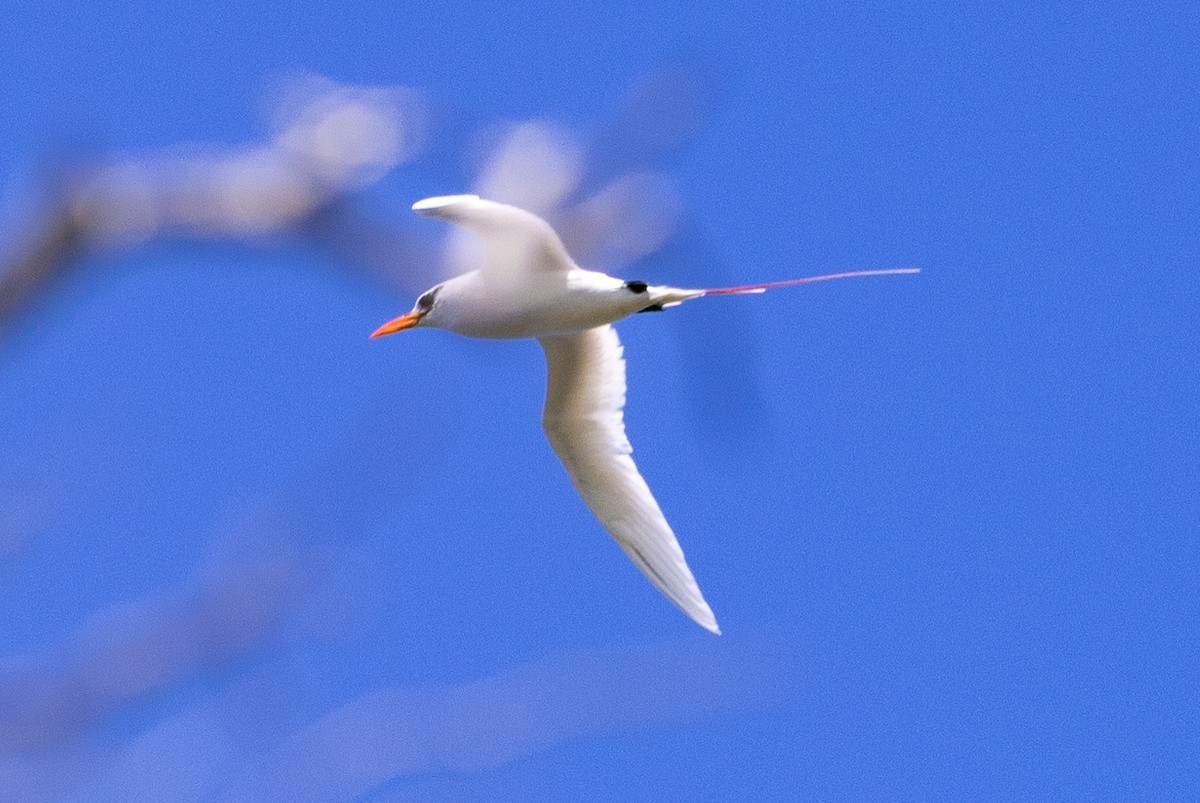 Red-tailed Tropicbird - ML620204303