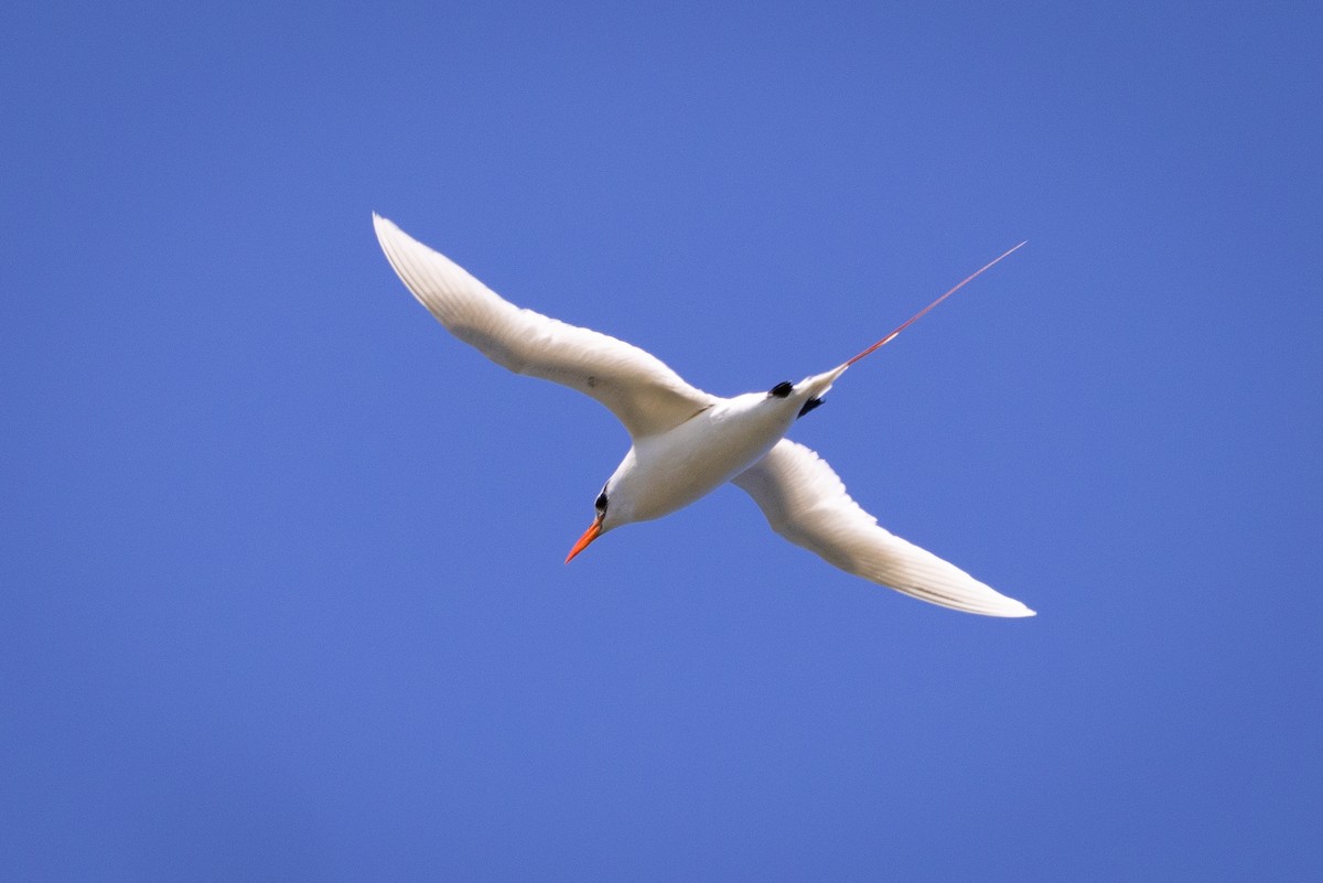 Red-tailed Tropicbird - ML620204304