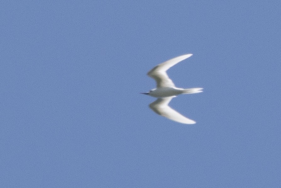 White Tern - ML620204305