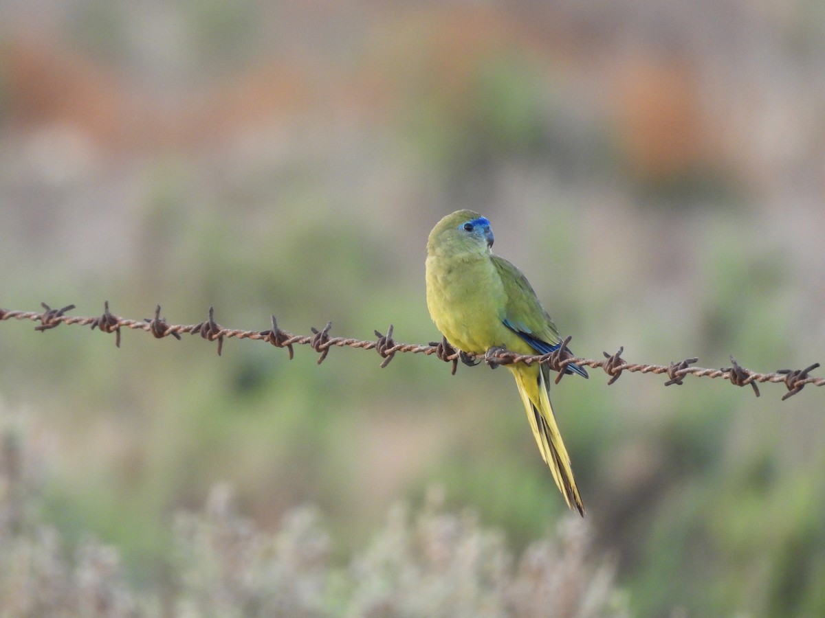 Rock Parrot - ML620204309