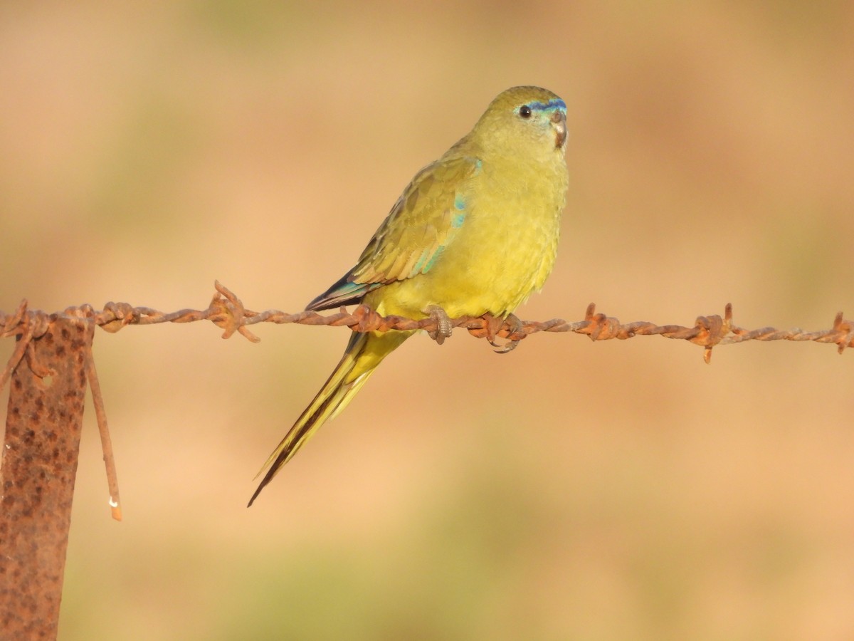 Rock Parrot - ML620204310