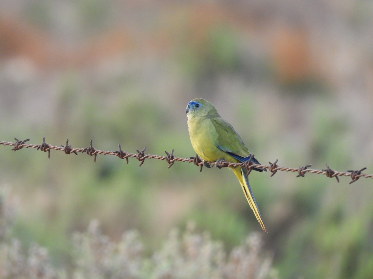 Rock Parrot - ML620204311