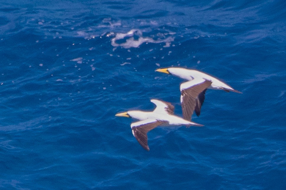 Masked Booby - ML620204314