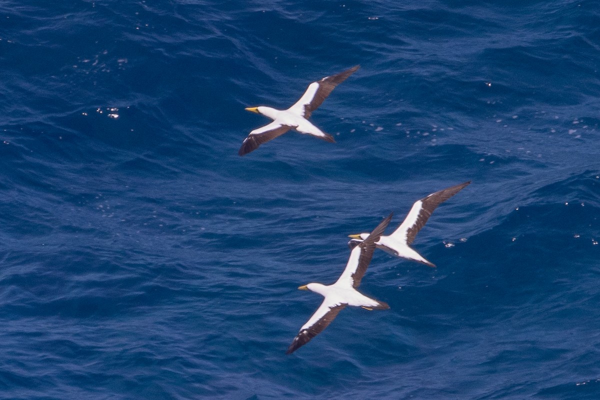 Masked Booby - ML620204315