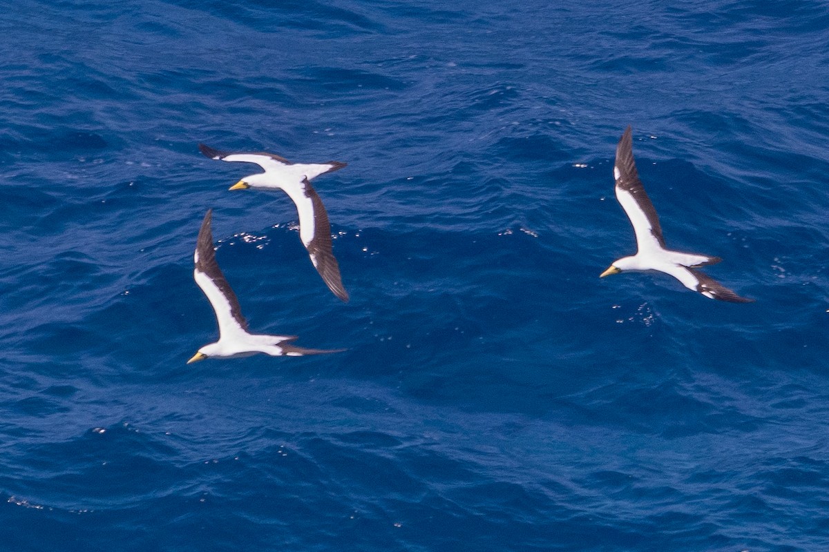 Masked Booby - ML620204316