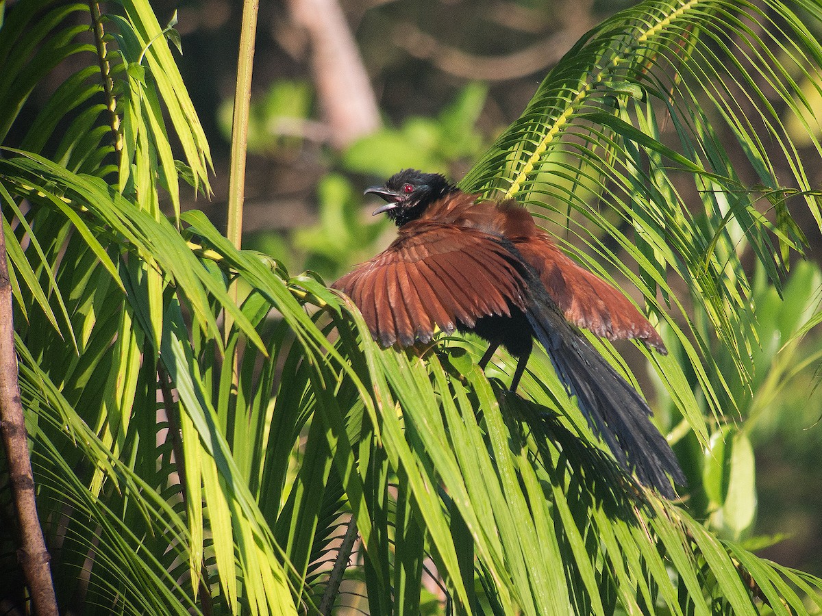 Greater Coucal - ML620204318