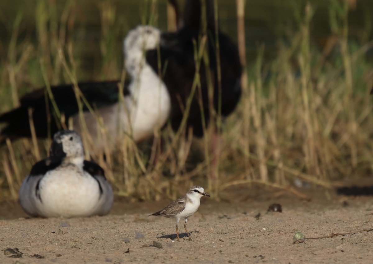 White-fronted Plover - ML620204326