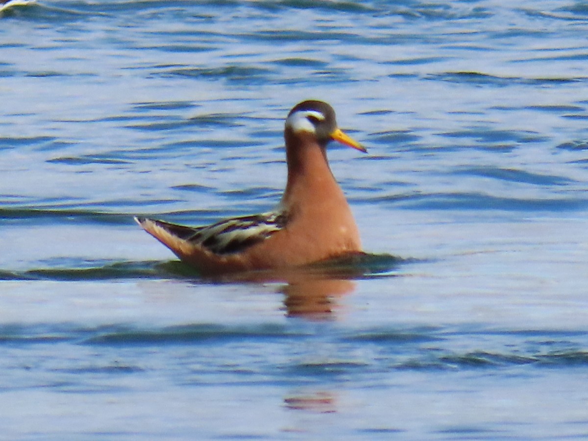 Red Phalarope - Sally Bergquist