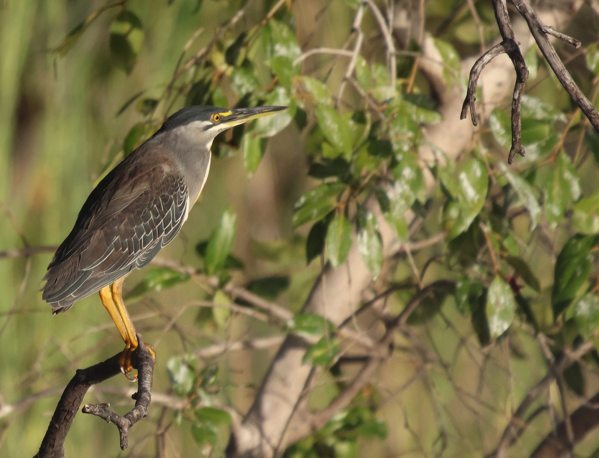 Striated Heron (Old World) - ML620204329