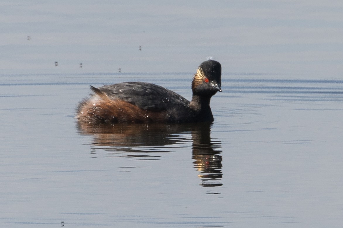 Eared Grebe - ML620204331