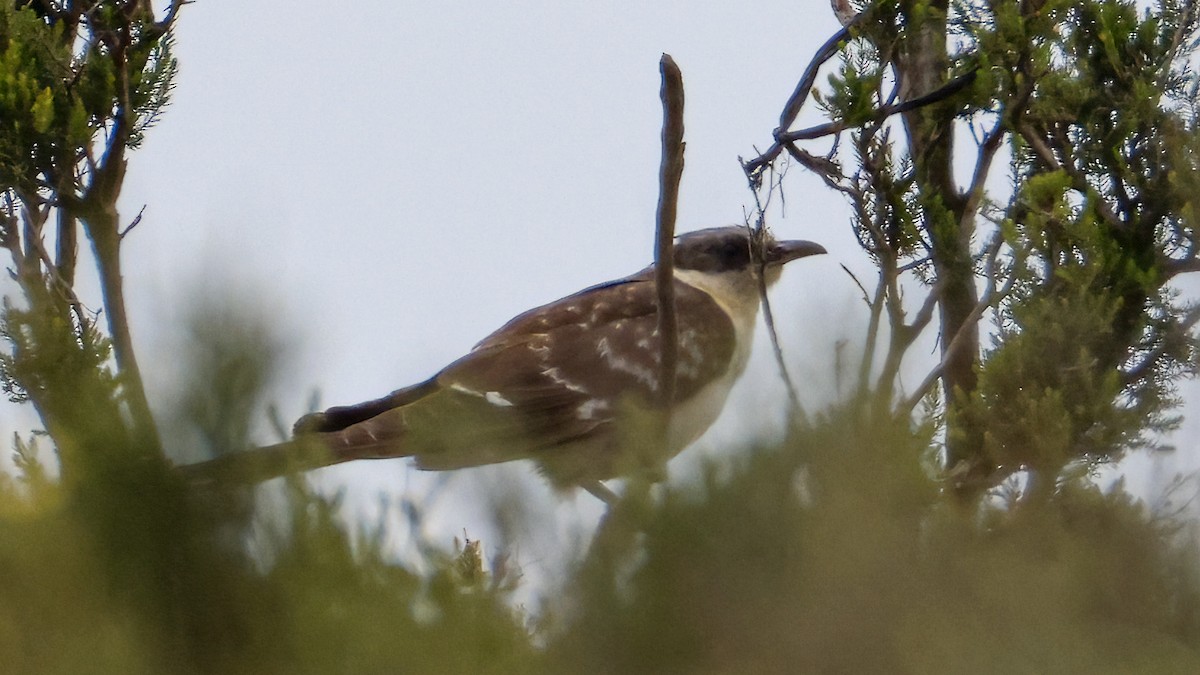 Great Spotted Cuckoo - ML620204336