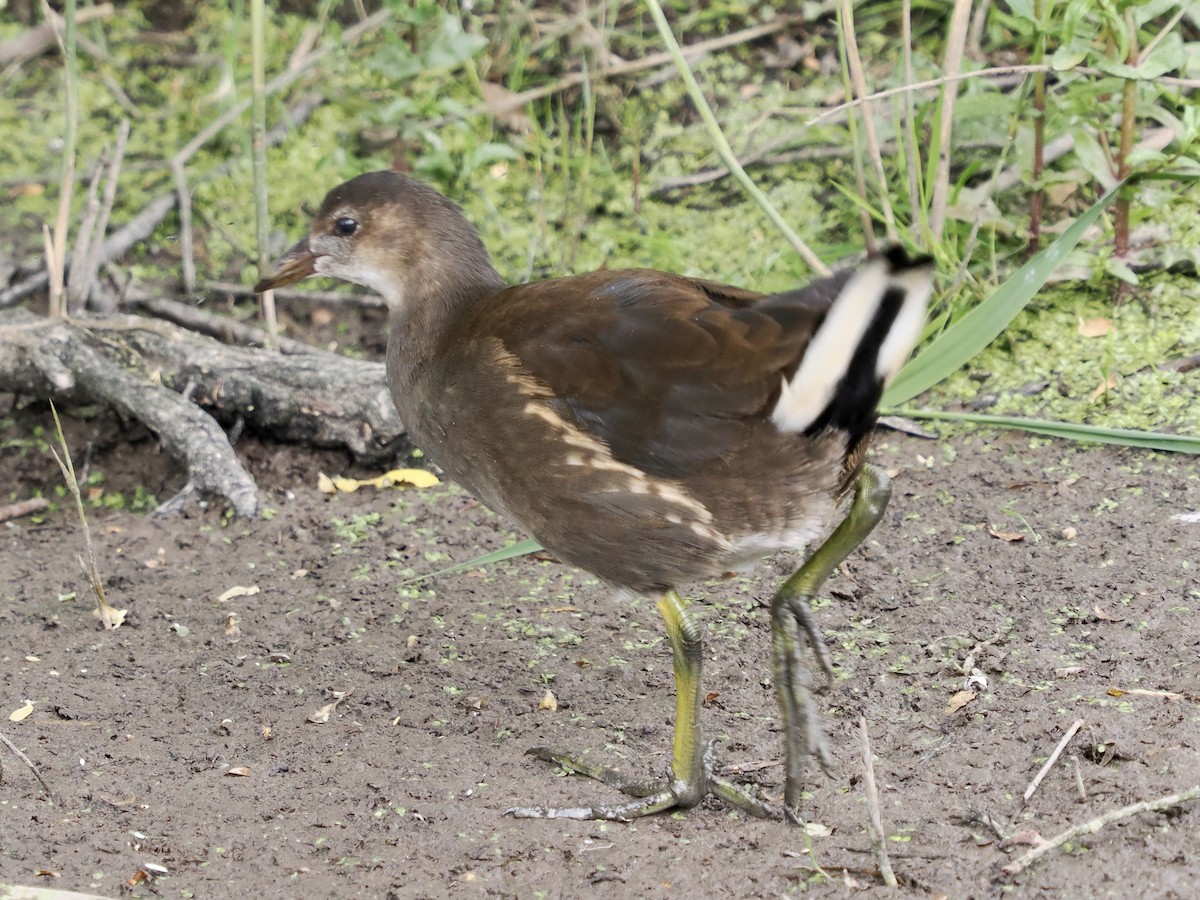 Eurasian Moorhen - ML620204341