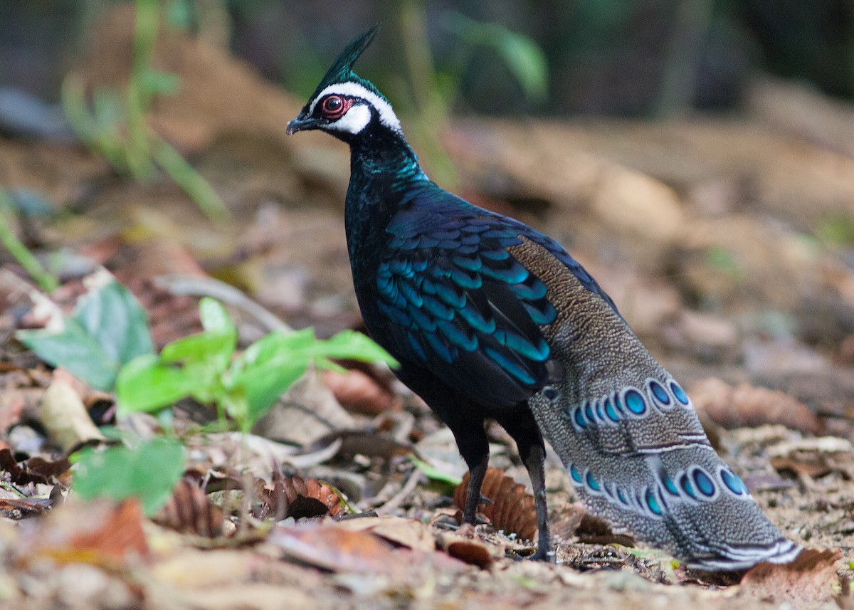 Palawan Peacock-Pheasant - ML620204348