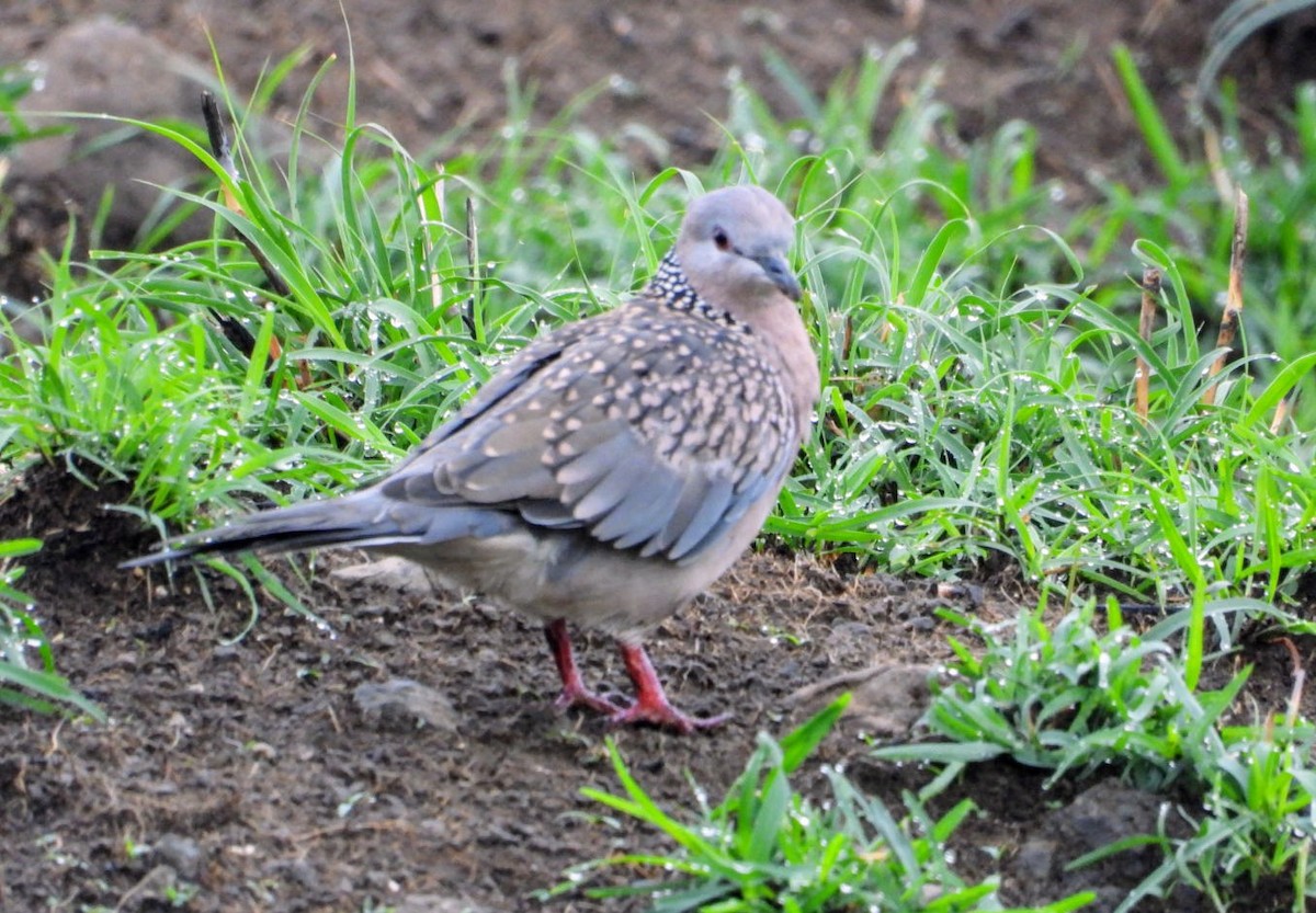 Spotted Dove - ML620204352