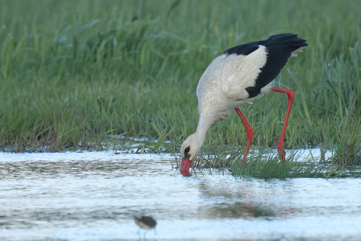 White Stork - ML620204355