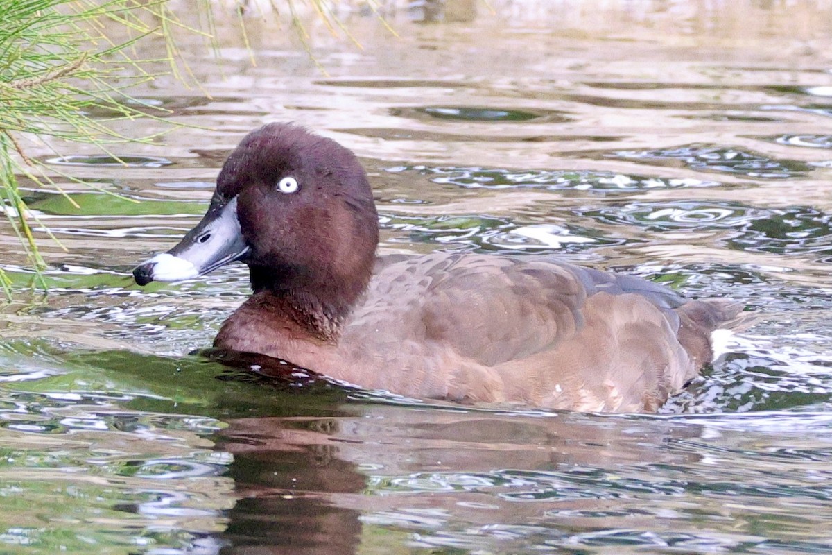 Porrón Australiano - ML620204367