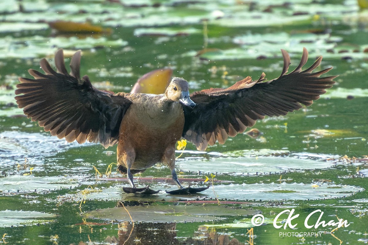 Lesser Whistling-Duck - ML620204371