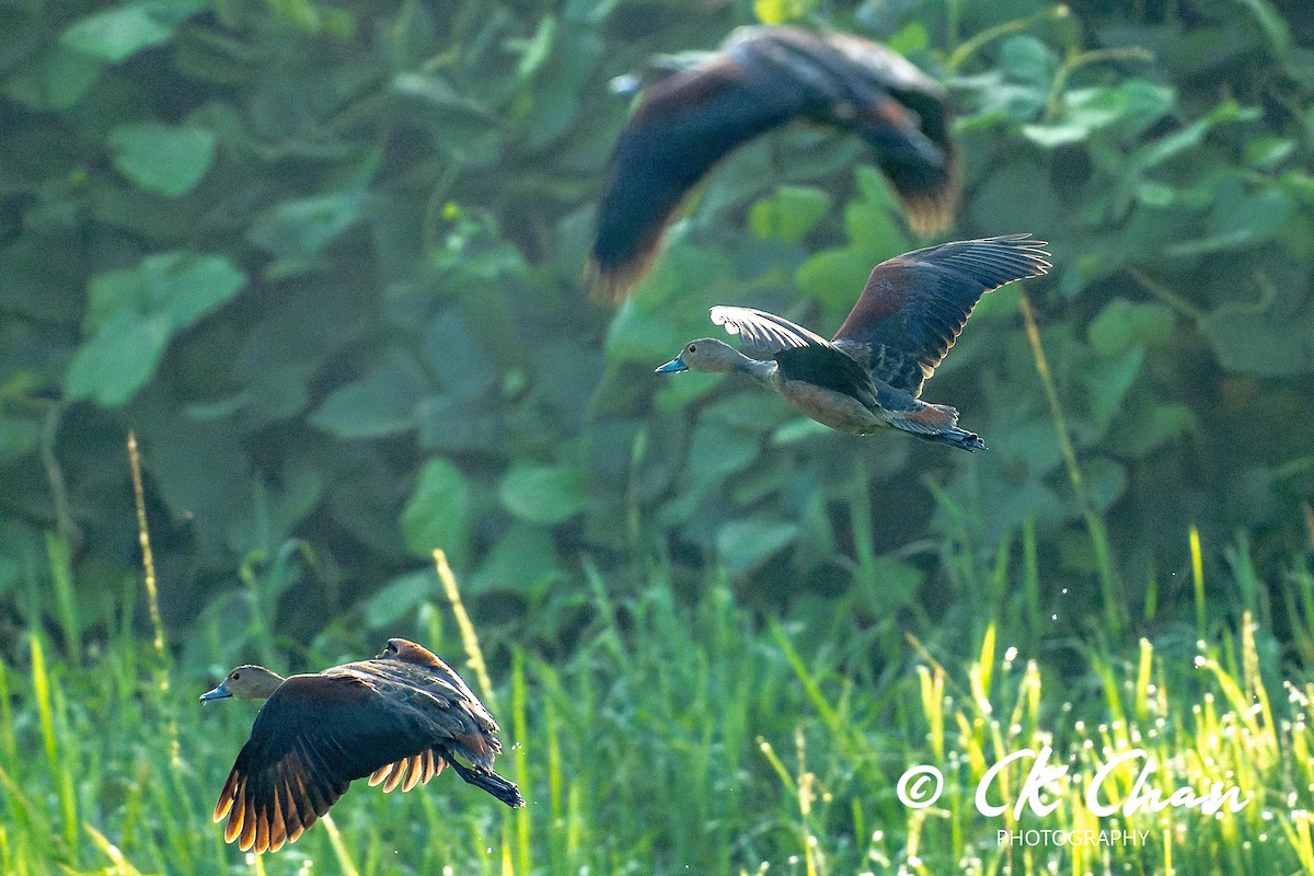 Lesser Whistling-Duck - ML620204373