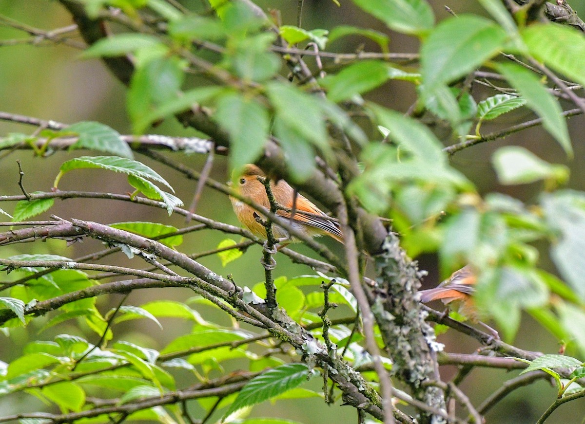 Fulvous Parrotbill - ML620204374