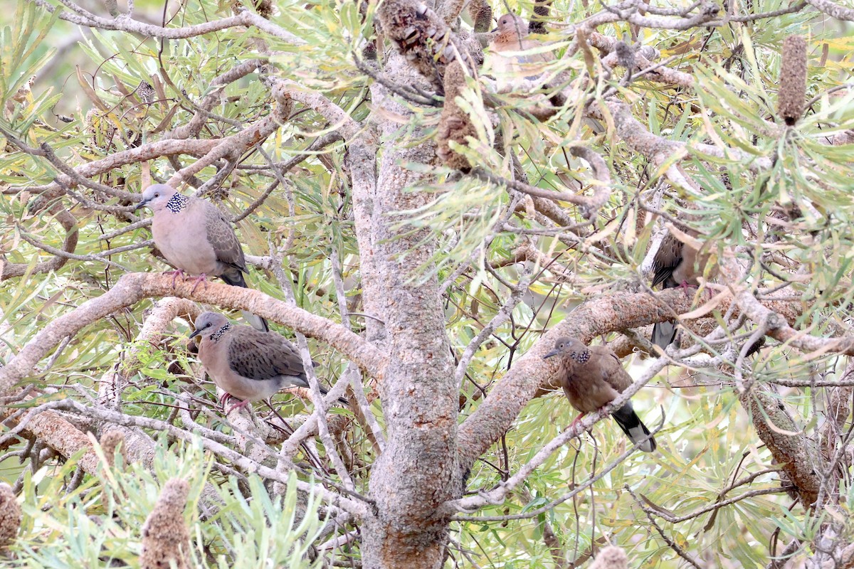 Spotted Dove - ML620204377