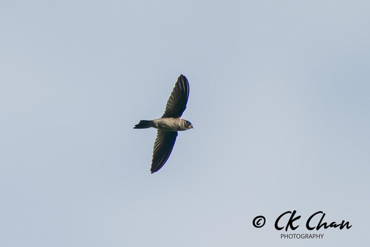 Germain's Swiftlet - ML620204379