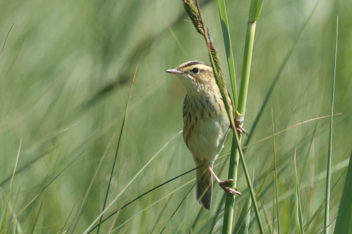 Aquatic Warbler - ML620204384