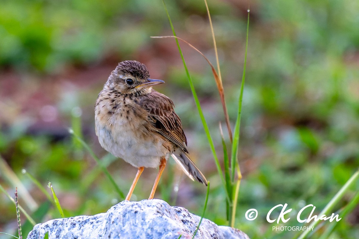 Paddyfield Pipit - ML620204388