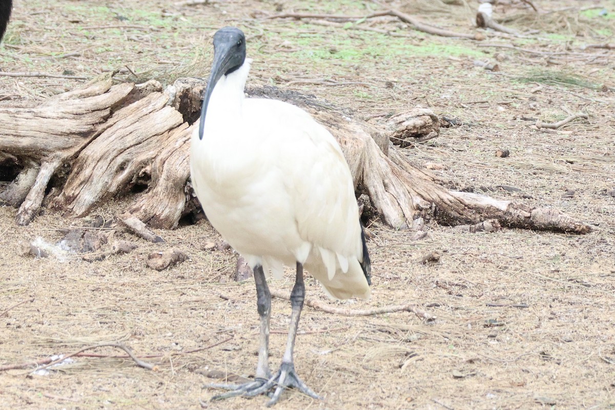 Australian Ibis - ML620204393