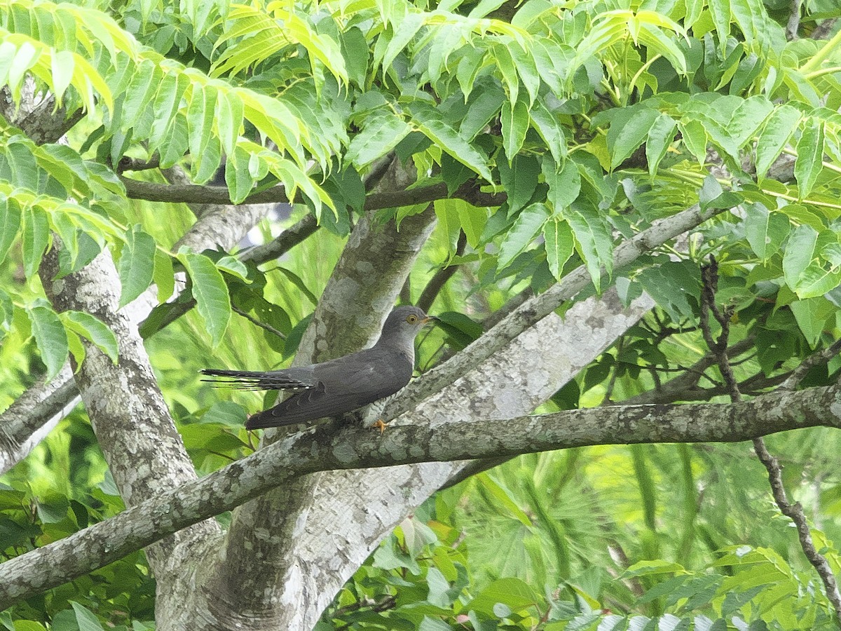 Common Cuckoo - ML620204412
