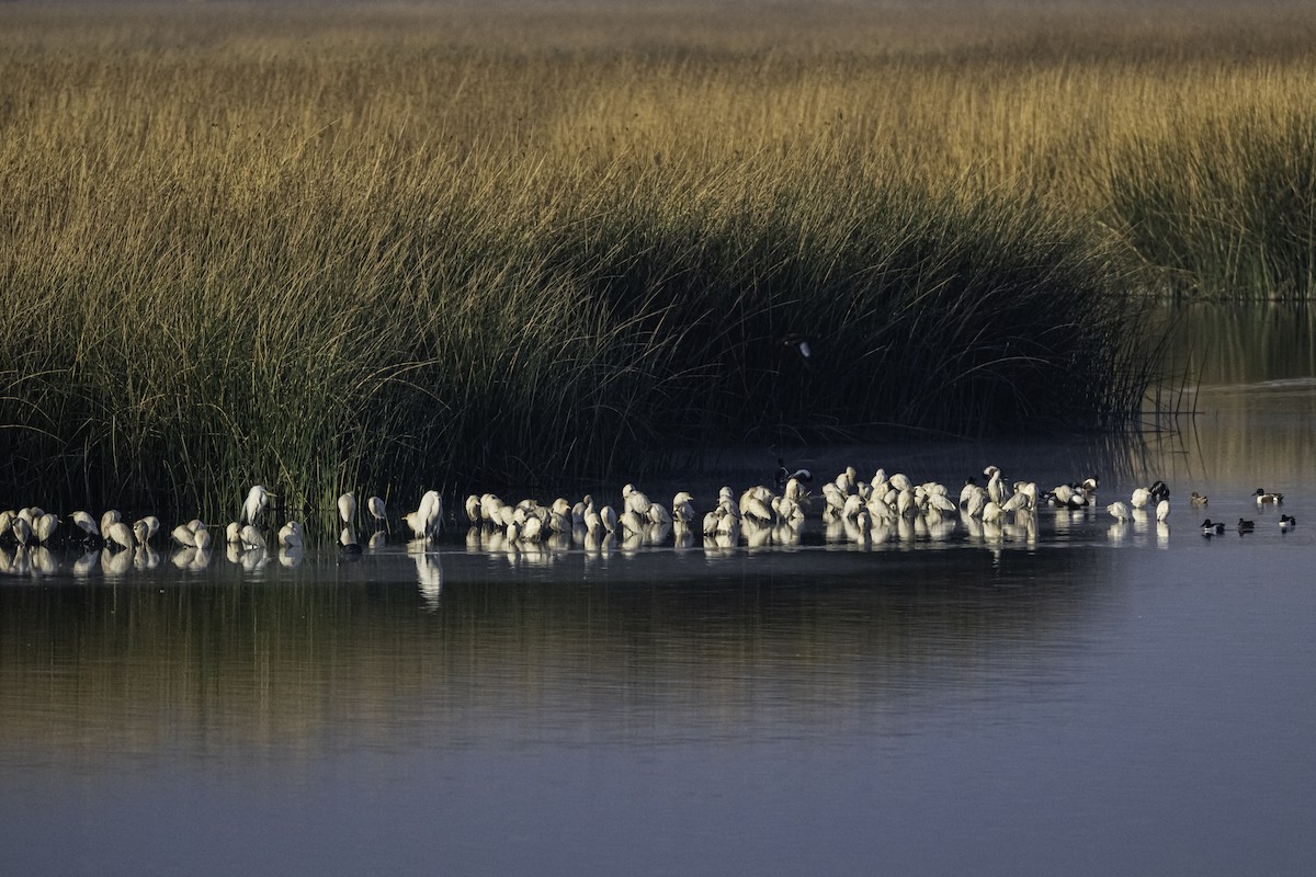 Western Cattle Egret - ML620204418